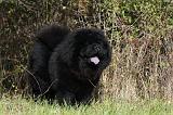 CHOW CHOW 456